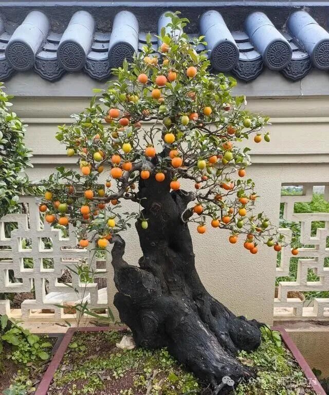 1764369792556471.jpg 12.jpg